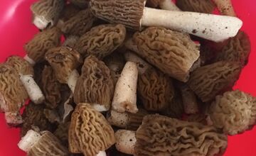 FOTO: Hubári sa podelili o svoje prvé úlovky - smrčky