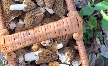 FOTO: Hubári sa podelili o svoje prvé úlovky - smrčky