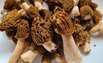 FOTO: Hubári sa podelili o svoje prvé úlovky - smrčky