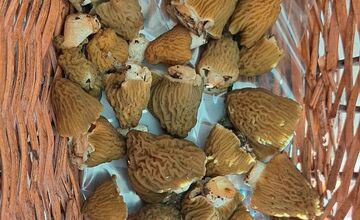 FOTO: Hubári sa podelili o svoje prvé úlovky - smrčky