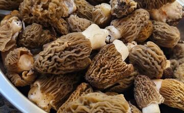 FOTO: Hubári sa podelili o svoje prvé úlovky - smrčky