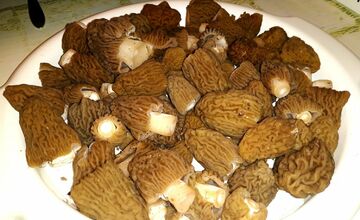 FOTO: Hubári sa podelili o svoje prvé úlovky - smrčky