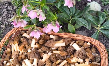 FOTO: Hubári sa podelili o svoje prvé úlovky - smrčky