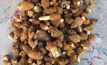 FOTO: Hubári sa podelili o svoje prvé úlovky - smrčky