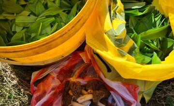 FOTO: Hubári sa podelili o svoje prvé úlovky - smrčky