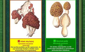 FOTO: Hubári sa podelili o svoje prvé úlovky - smrčky