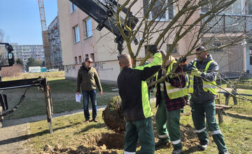 FOTO: Košice opäť kvitnú do mnohých farieb