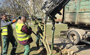 FOTO: Košice opäť kvitnú do mnohých farieb