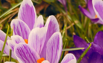 FOTO: Košice opäť kvitnú do mnohých farieb