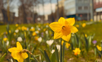 FOTO: Košice opäť kvitnú do mnohých farieb