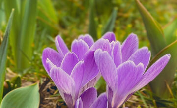 FOTO: Košice opäť kvitnú do mnohých farieb