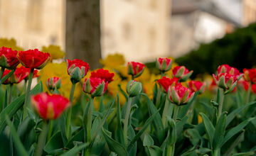 FOTO: Košice opäť kvitnú do mnohých farieb