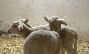 FOTO: V Nováčanoch otvorili Biofarmu