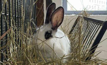 FOTO: V Nováčanoch otvorili Biofarmu