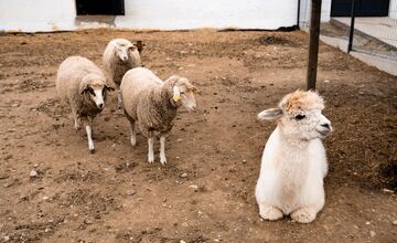 FOTO: V Nováčanoch otvorili Biofarmu