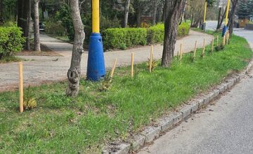 FOTO: Na košickom sídlisku niekto vysadil stromčeky