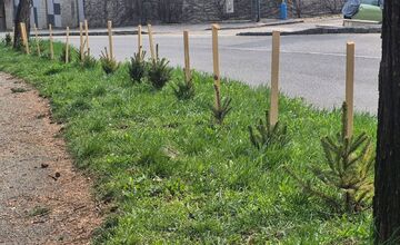 FOTO: Na košickom sídlisku niekto vysadil stromčeky