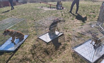 FOTO: V ďalších osadách na východe Slovenska prebehla kastrácia psov