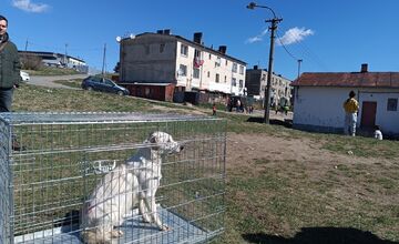 FOTO: V ďalších osadách na východe Slovenska prebehla kastrácia psov