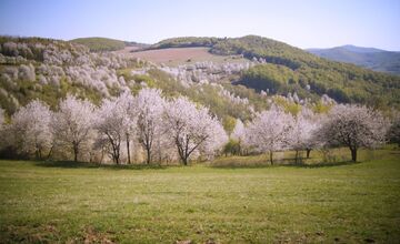 FOTO: Čerešňový raj Brdárka znova rozkvitá