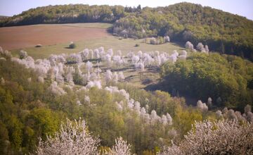 FOTO: Čerešňový raj Brdárka znova rozkvitá