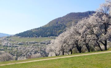 FOTO: Čerešňový raj Brdárka znova rozkvitá