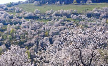 FOTO: Čerešňový raj Brdárka znova rozkvitá