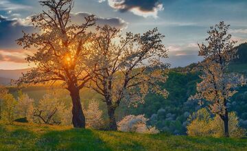 FOTO: Čerešňový raj Brdárka znova rozkvitá