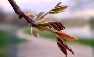 FOTO: Na košickom Jazere je jar aj tento rok nádherná