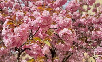 FOTO: Rozkvitnuté sakury v Košiciach vás prenesú do Japonska