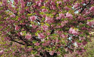 FOTO: Rozkvitnuté sakury v Košiciach vás prenesú do Japonska