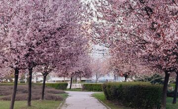 FOTO: Rozkvitnuté sakury v Košiciach vás prenesú do Japonska