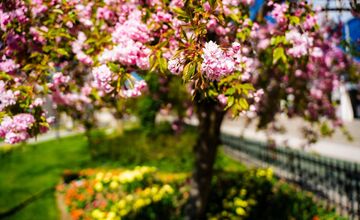 FOTO: Rozkvitnuté sakury v Košiciach vás prenesú do Japonska