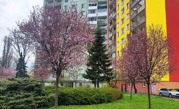 FOTO: Rozkvitnuté sakury v Košiciach vás prenesú do Japonska