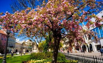 FOTO: Rozkvitnuté sakury v Košiciach vás prenesú do Japonska