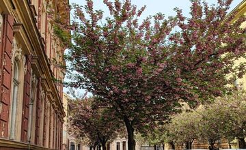 FOTO: Rozkvitnuté sakury v Košiciach vás prenesú do Japonska