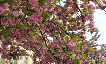 FOTO: Rozkvitnuté sakury v Košiciach vás prenesú do Japonska