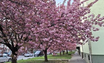 FOTO: Rozkvitnuté sakury v Košiciach vás prenesú do Japonska