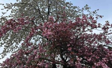 FOTO: Rozkvitnuté sakury v Košiciach vás prenesú do Japonska