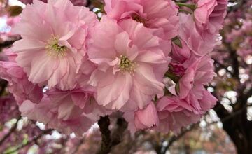 FOTO: Rozkvitnuté sakury v Košiciach vás prenesú do Japonska