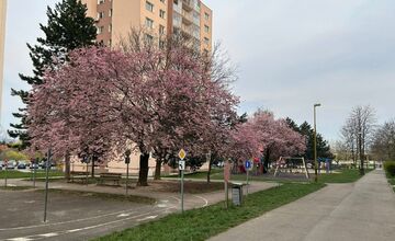 FOTO: Rozkvitnuté sakury v Košiciach vás prenesú do Japonska