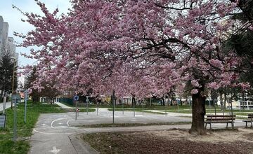 FOTO: Rozkvitnuté sakury v Košiciach vás prenesú do Japonska