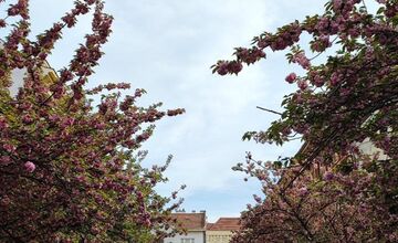 FOTO: Rozkvitnuté sakury v Košiciach vás prenesú do Japonska