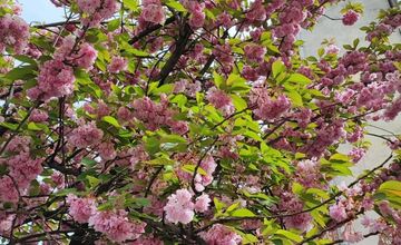 FOTO: Rozkvitnuté sakury v Košiciach vás prenesú do Japonska