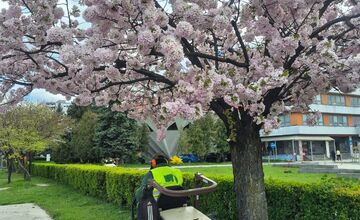 FOTO: Rozkvitnuté sakury v Košiciach vás prenesú do Japonska