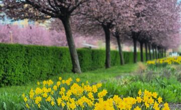 FOTO: Rozkvitnuté sakury v Košiciach vás prenesú do Japonska