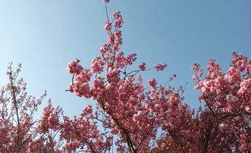 FOTO: Rozkvitnuté sakury v Košiciach vás prenesú do Japonska