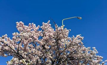 FOTO: Rozkvitnuté sakury v Košiciach vás prenesú do Japonska