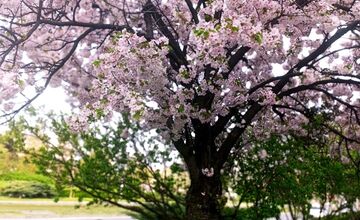 FOTO: Rozkvitnuté sakury v Košiciach vás prenesú do Japonska
