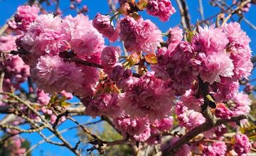 FOTO: Rozkvitnuté sakury v Košiciach vás prenesú do Japonska